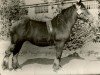 broodmare Zakuska von Neulohoff 21868 (Rhenish-German Cold-Blood, 1930, from Ursus von Neulohoff ldb OS)