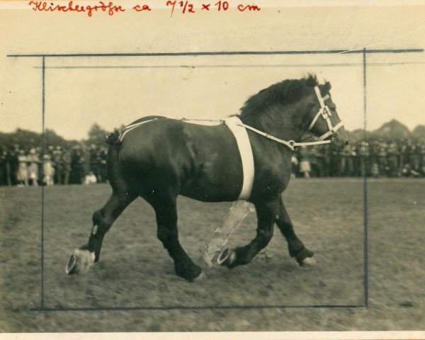 stallion Ursus von Neulohoff ldb OS (Rhenish-German Cold-Blood, 1926, from Bloc de Beaumont)