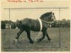 stallion Ursus von Neulohoff ldb OS (Rhenish-German Cold-Blood, 1926, from Bloc de Beaumont)