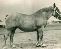 Zuchtstute Veilchen von Dixhof RS 21196 (Rheinisch-Deutsches Kaltblut, 1928, von Lotos RS Ldb Wi)