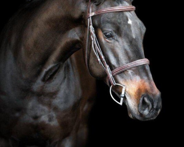 Springpferd Santino van de Eyckenhoeve (Belgisches Warmblut, 2018, von Hengst von Diacontinus / For Edition / Laptop)