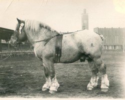 Deckhengst Vulkanus RS 943 (Rheinisch-Deutsches Kaltblut, 1927, von Lotos RS Ldb Wi)