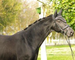 dressage horse Oranjehof's Bellamarie (Oldenburg, 2017, from For Romance I)