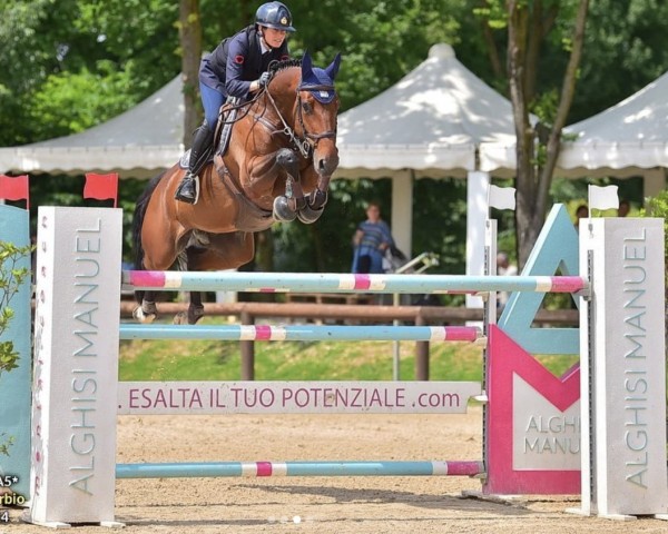 jumper Pina van de Moerhoeve (Belgian Warmblood, 2015, from Denzel Vt Meulenhof)