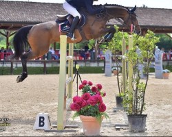 jumper Linderella (KWPN (Royal Dutch Sporthorse), 2016, from Arezzo VDL)