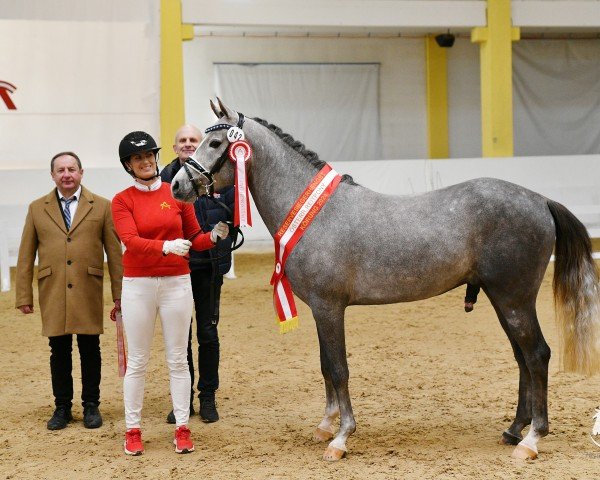 dressage horse Dawn of Daylight (German Riding Pony, 2020, from Dallmayr K)