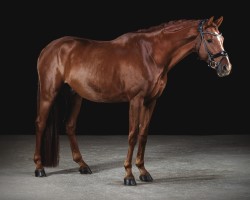 dressage horse Rockefeller GSH (Austrian Warmblood, 2013, from Revanche de Rubin)