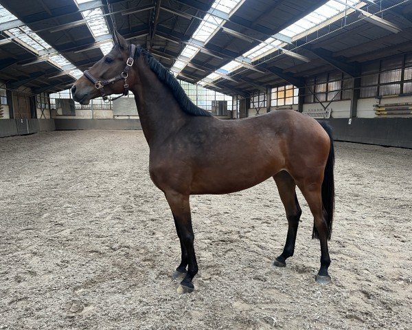 Pferd New Mademoiselle Chanel (Holsteiner, 2020, von Castilio DR)