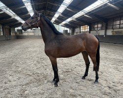 horse New Mademoiselle Chanel (Holsteiner, 2020, from Castilio DR)