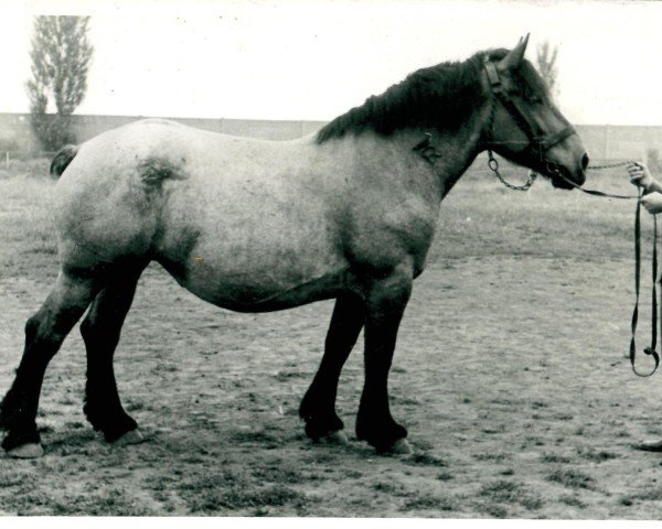 Zuchtstute Freya von Gehrhof RS 24466 (Rheinisch-Deutsches Kaltblut,  , von Lotos RS Ldb Wi)