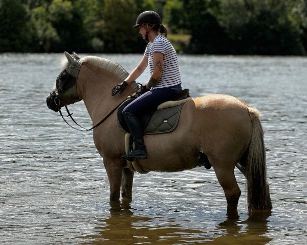 horse Drago (Fjord Horse, 2011, from Dylan)