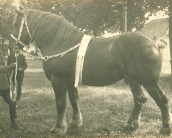 Deckhengst Kemmel RS 494 (Rheinisch-Deutsches Kaltblut, 1915)