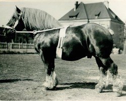 stallion Xamius RS 962 (Rhenish-German Cold-Blood, 1928, from Kemmel RS 494)