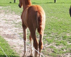 Pferd El Amante (Pura Raza Espanola (PRE), 2018, von Habanero CXXV)