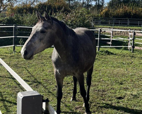 jumper Chardonnay 2000 PS Z (Zangersheide riding horse, 2021, from Codex Diaz Z)