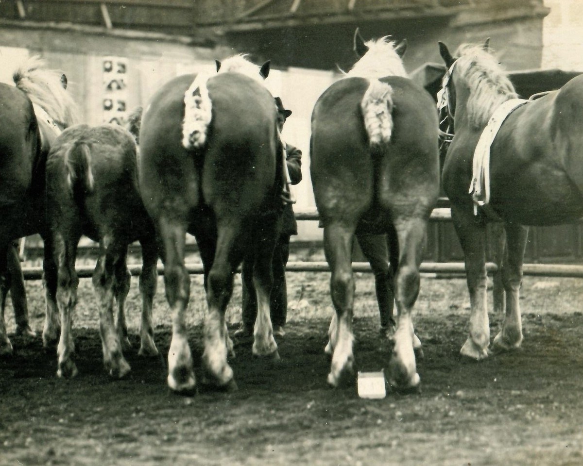 broodmare Missa (Rhenish-German Cold-Blood, 1918, from Sigur RS 405)