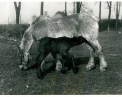 Zuchtstute Gudrun von Gehrhof (Rheinisch-Deutsches Kaltblut, 1937, von Xamius RS 962)