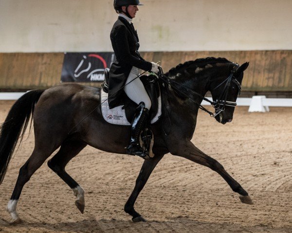 broodmare Noblesse 236 (Little German Riding Horse, 2009, from Noir de Luxe)