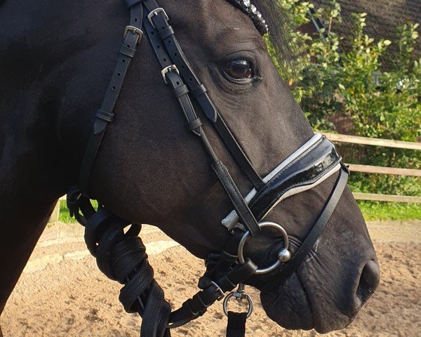 stallion Darling's Neptun (German Riding Pony, 2020, from Designed in Black AT)