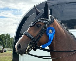 dressage horse Lanaiza (Hanoverian, 2017, from Lissaro)