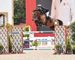 jumper Olga van de Kruishoeve (Belgian Warmblood, 2014, from El Torreo de Muze)