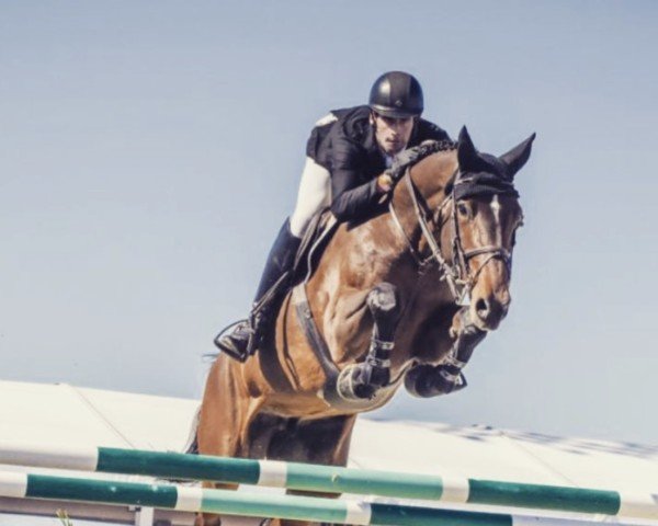 Springpferd Z7 Diamond (Irish Sport Horse, 2011, von Diamant de Semilly)