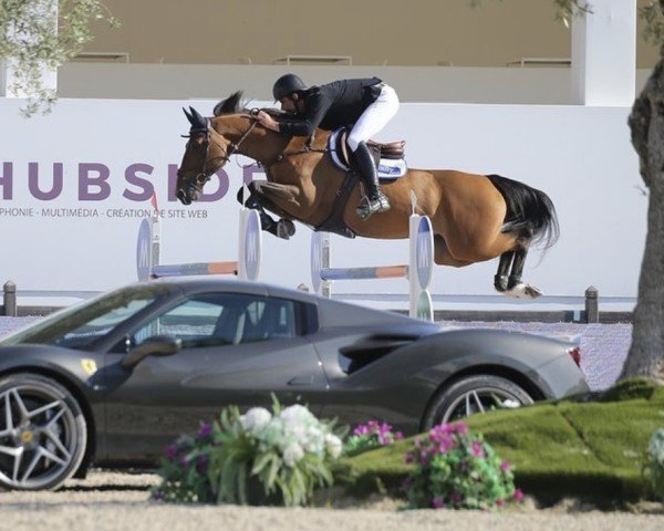 jumper Equine America Billy Picador (anglo european sporthorse, 2012, from Billy Mexico)