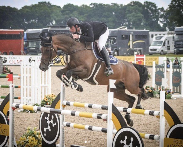 jumper Starouge (Oldenburg show jumper, 2011, from Stakkatol)