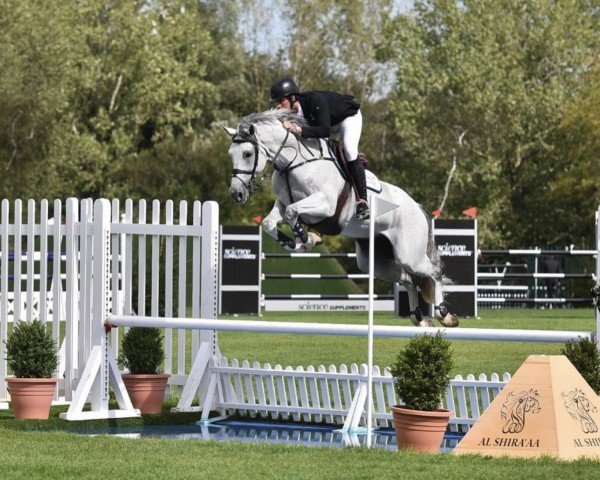 jumper Kurly v/d Gorten (Belgian Warmblood, 2010, from Thunder van de Zuuthoeve)