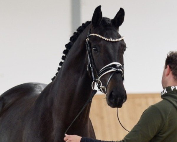 dressage horse Jaylo (Westphalian, 2021, from Jovian)