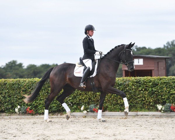 broodmare BELENIA (German Sport Horse, 2017, from Bon Coeur)