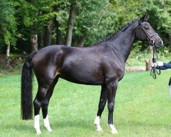 dressage horse Exquisite S (German Sport Horse, 2016, from Christ's Clooney)