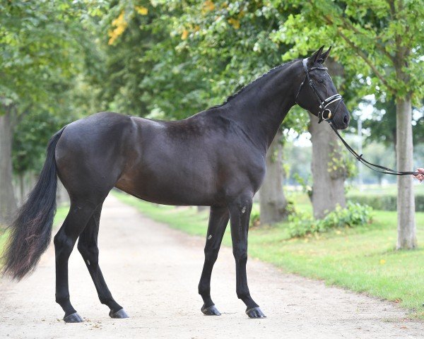 dressage horse Maria Magdalena 3 (German Sport Horse, 2017, from Morricone)