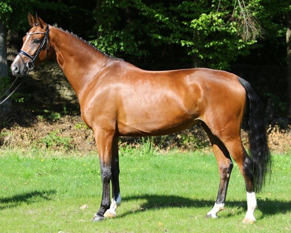 dressage horse Weena (German Sport Horse, 2016, from Birkhof's Topas FBW)