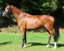 dressage horse Weena (German Sport Horse, 2016, from Birkhof's Topas FBW)