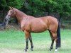 broodmare Sunrise 187 (German Sport Horse, 2013, from Firth of Lorne)