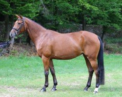 broodmare Sunrise 187 (German Sport Horse, 2013, from Firth of Lorne)