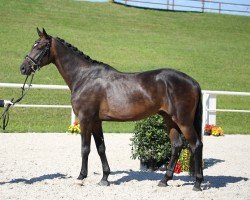 dressage horse Quinn (German Sport Horse, 2015, from Quaterback)