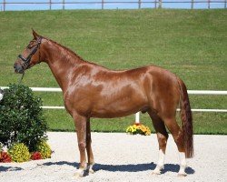 dressage horse Fürst Aki (German Sport Horse, 2016, from Fürsten-Look)