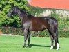 dressage horse Donata H (German Sport Horse, 2015, from Desperados FRH)