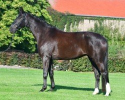 dressage horse Donata H (German Sport Horse, 2015, from Desperados FRH)