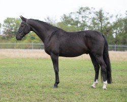 stallion San'd Amour (German Sport Horse, 2014, from San Amour I)