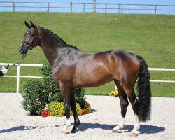 dressage horse Balou 877 (German Sport Horse, 2016, from Best of Gold)