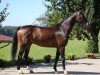 dressage horse Guapo 34 (German Sport Horse, 2015, from Goldberg)