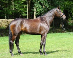 dressage horse Ziro 3 (German Sport Horse, 2016, from Zansibar)