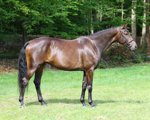 dressage horse Win Charlott (German Sport Horse, 2014, from Fürstenball)