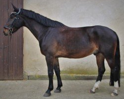 dressage horse Calando's Dream 3 (Sachs-door. Heavy Warmbl., 2018, from Cadett)