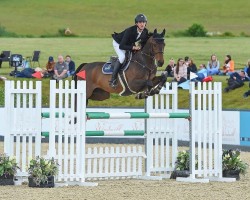 jumper Full Monty (Oldenburg show jumper, 2015, from Monti Obolensky)