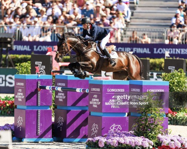 jumper Medoc De Toxandria (Belgian Warmblood, 2012, from Der Senaat 111)