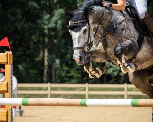 jumper Ostivero (German Sport Horse, 2017, from Ostinato xx)